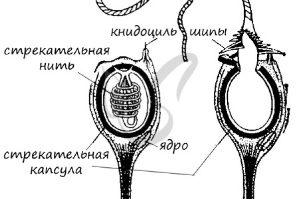 Как найти kraken